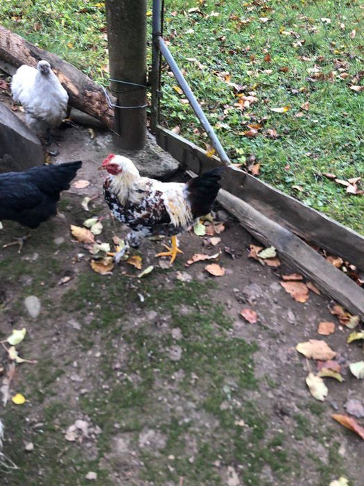 Півники  молоді.