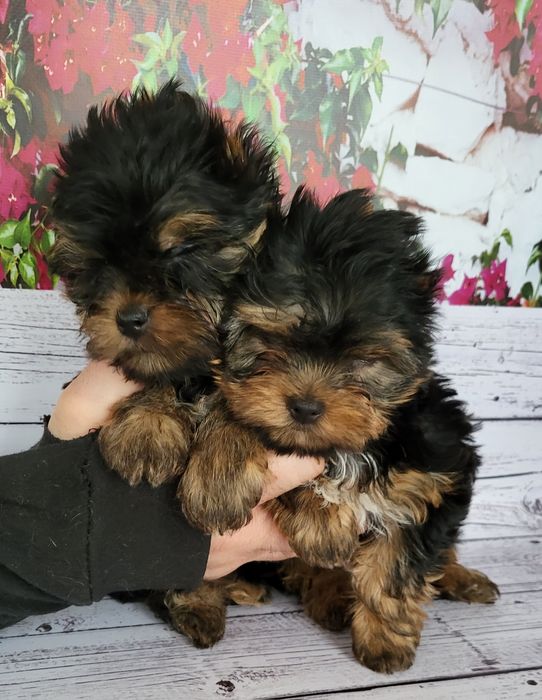 Йорки міні міні розміру