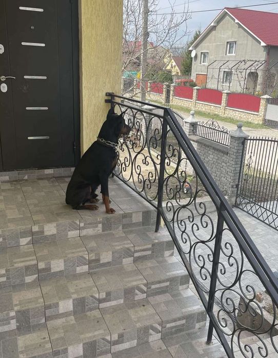 В'язка!Доберман молодий шукає дівчину