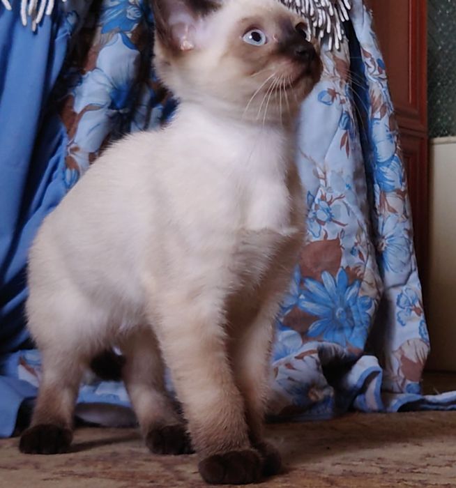 Сиамский котёнок