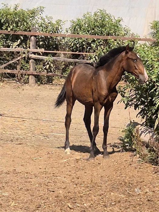 Poldro  Lusitano