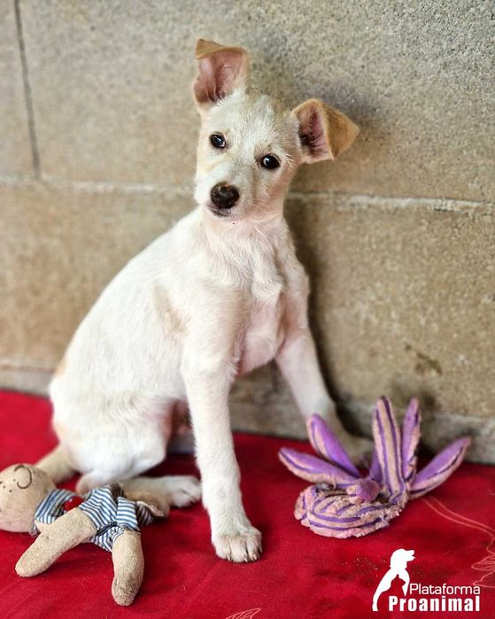 MARFIM - Cãozinho Bebe para Adoção