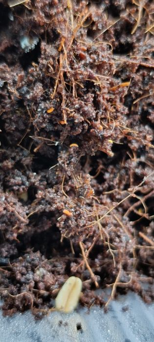 Ekipa sprzątająca, skoczogonki, Prosionki, isopody