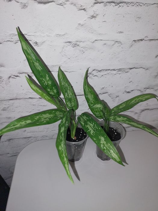 Продам монстеру манкі, аглаонема, спатифілум