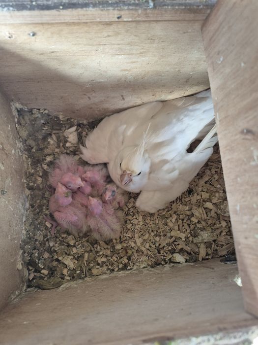 Caturras bebés 2026