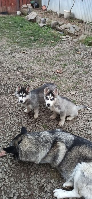 Сибірська  хаскі