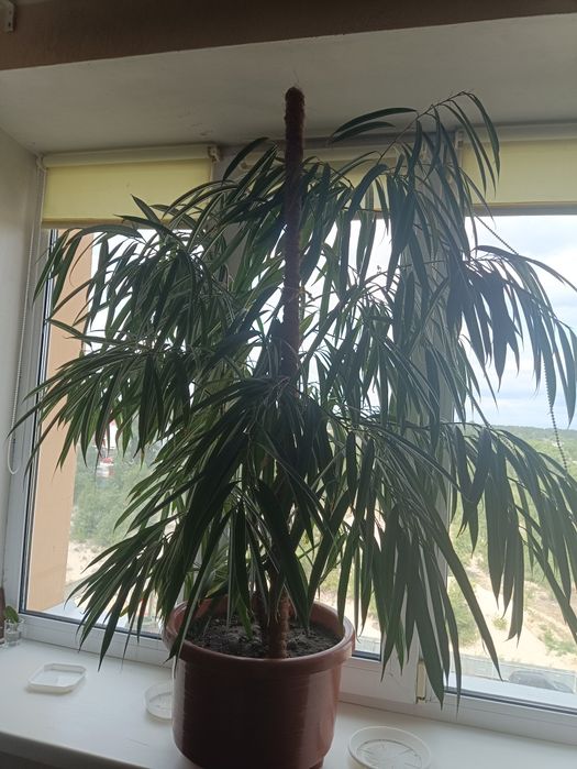 Фікус Біннендійка