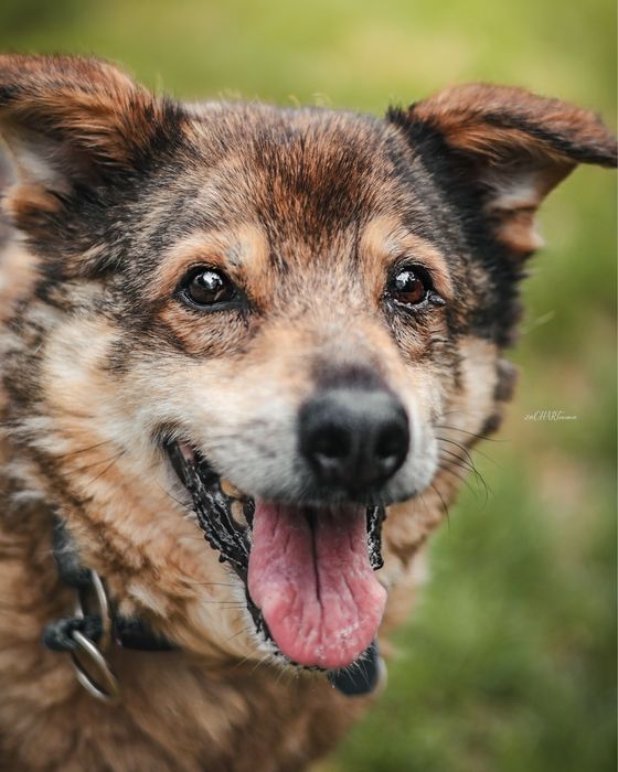 Marley - uroczy średni psiak do adopcji