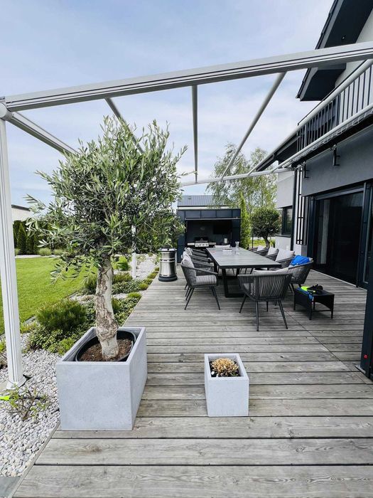 Drzewo oliwne, oliwka europejska, olea europaea