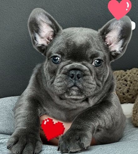 Блакитний бутузік