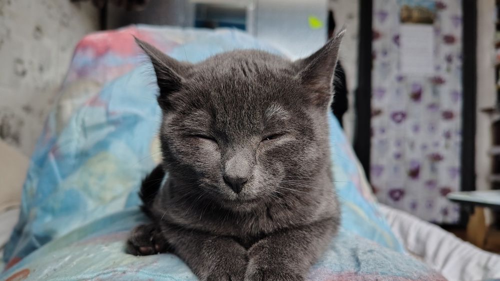 Кошечка Русская голубая