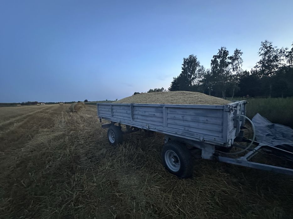 Owies ze zbioru 2025