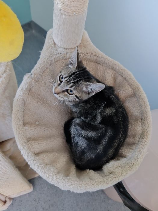 Gatinho macho  3 meses