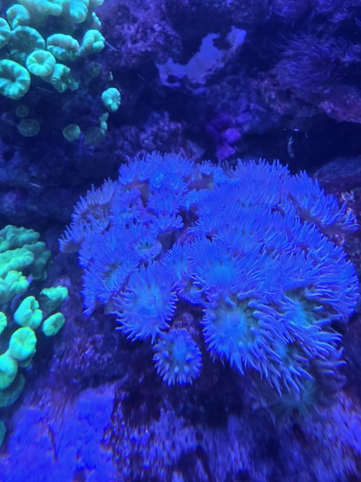 Akwarium morskie 60x60x50 + SUMP życie lub całość