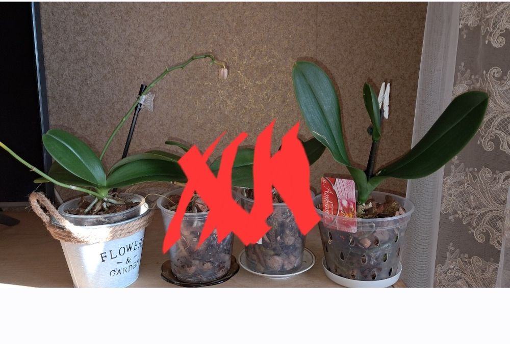 Орхідея, орхідея