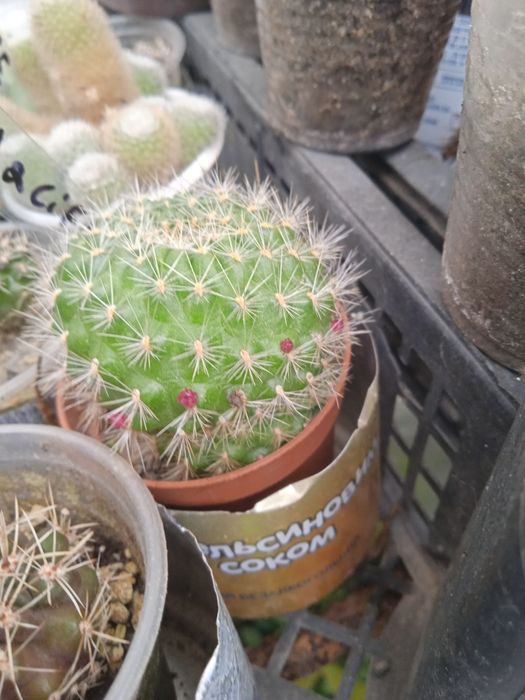 кактус rebutia violaciflora