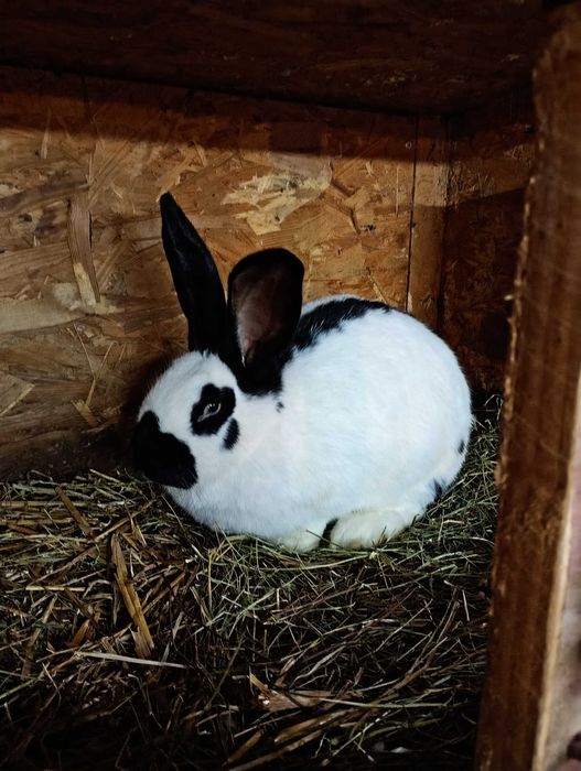 srokacz niemiecki samica bialo czarna