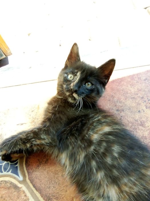 Отдам в хорошие руки