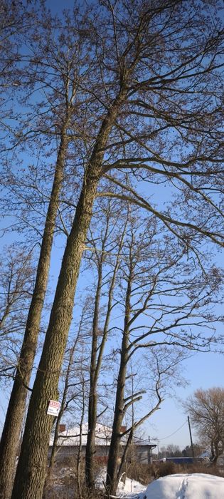 Olszyna na pniu Sprzedam