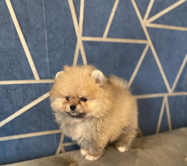 Szpic miniaturowy pomeranian