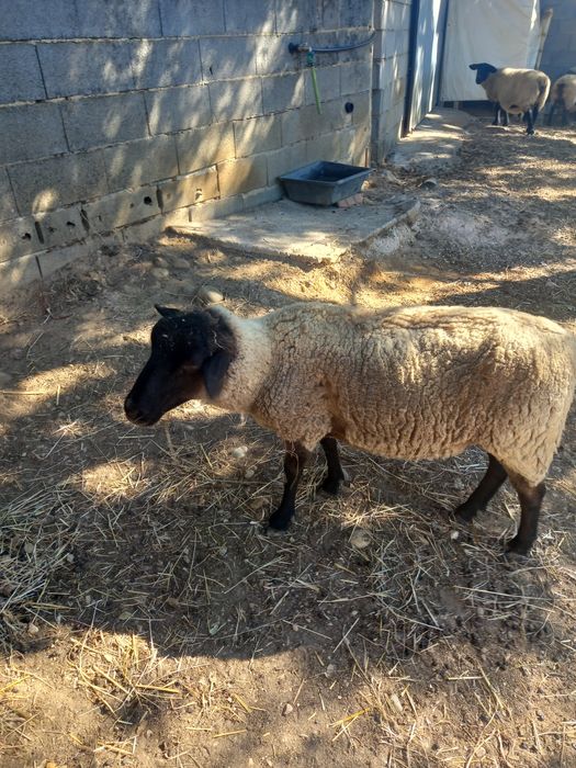 Ovelha sulfok francesa