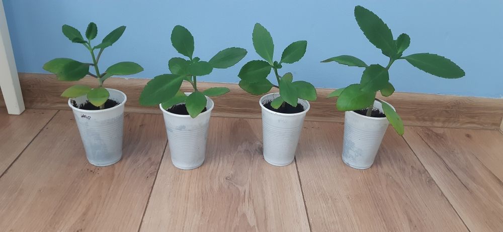 Kalanchoe pinnata żyworódka pierzasta PRAWDZIWA