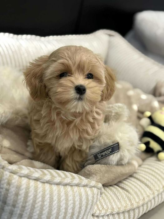 Maltipoo F1 Chłopczyk xxs Bardzo Malutki