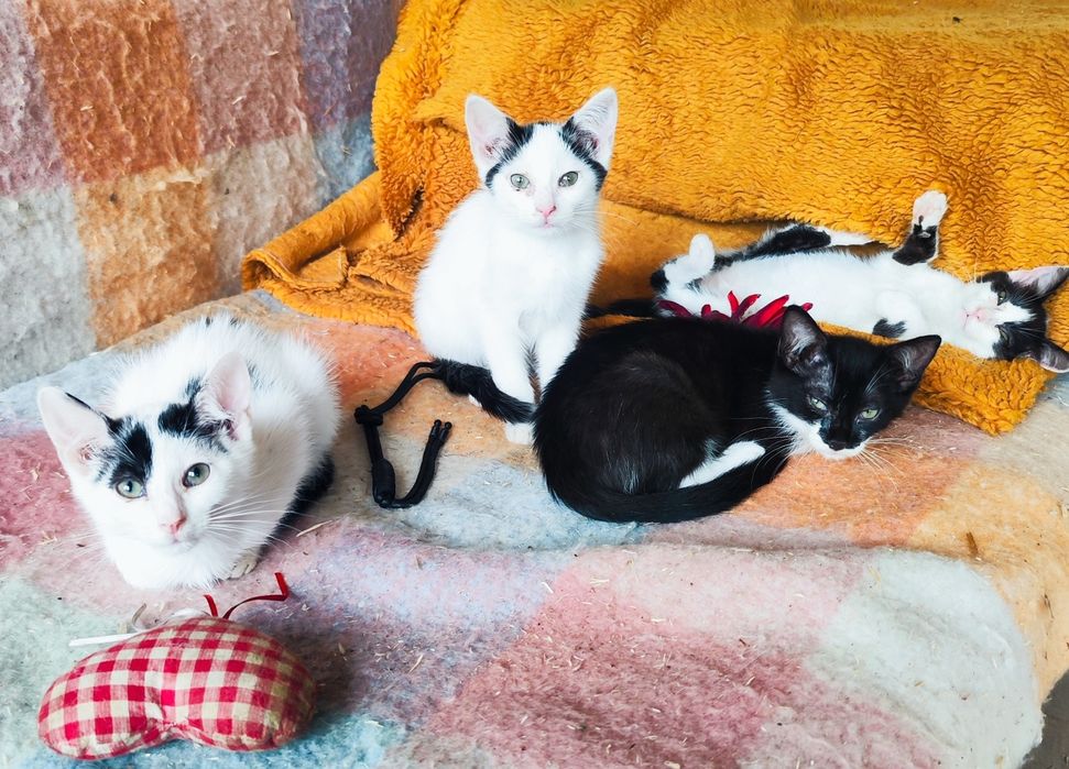 Młode Kotki do adopcji w dobre ręce.Mama długowłosa .