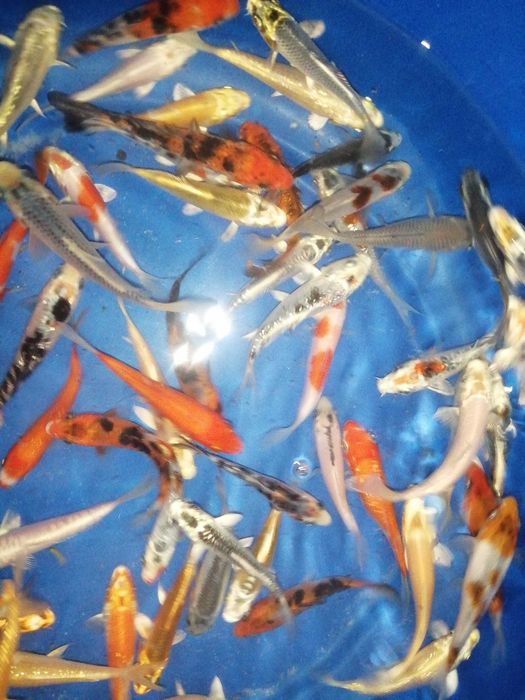 Carpas koi 7 a 8cm"promoção"
