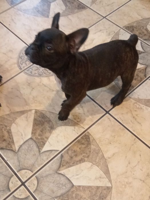 Buldog francuski - rodowod