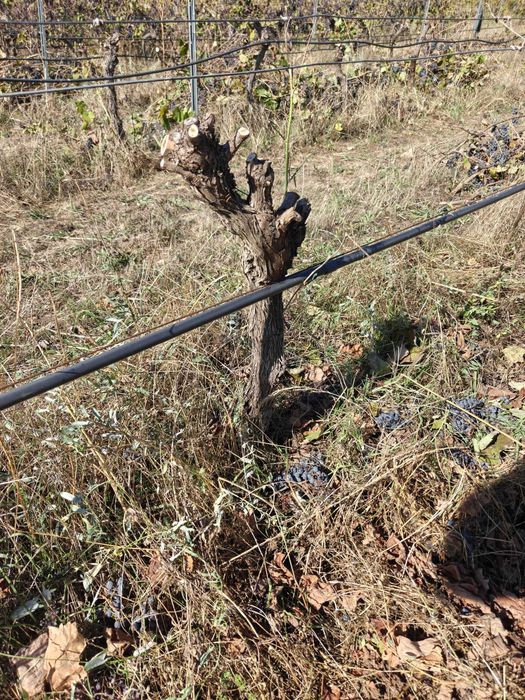 Plantas de videira aproximadamente 10 anos de idade - Grapevines approximately 10 years old