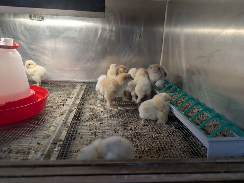 Brahma olbrzymia pisklaki