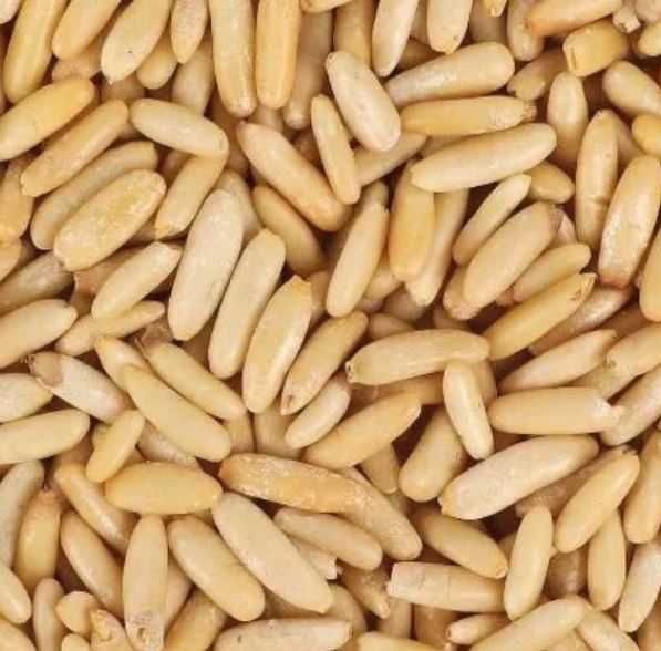 Miolo de pinhão da produção deste ano