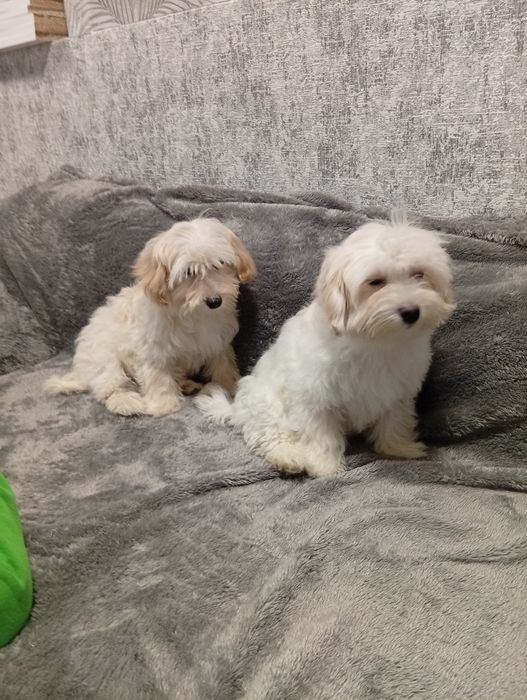 Два хлопчика мальтипу.