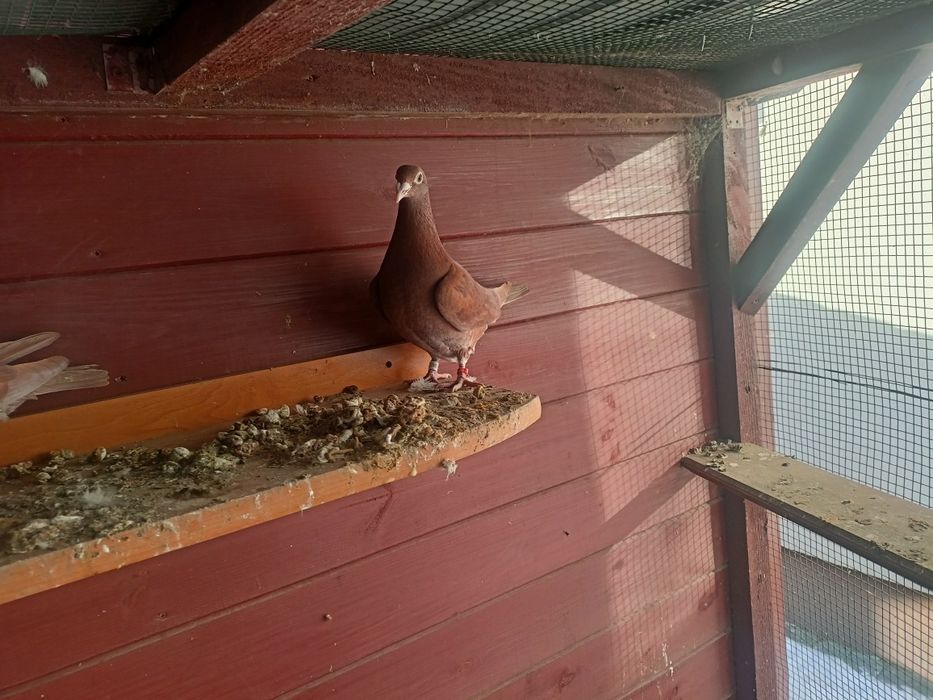 Mulemansy samica 2025