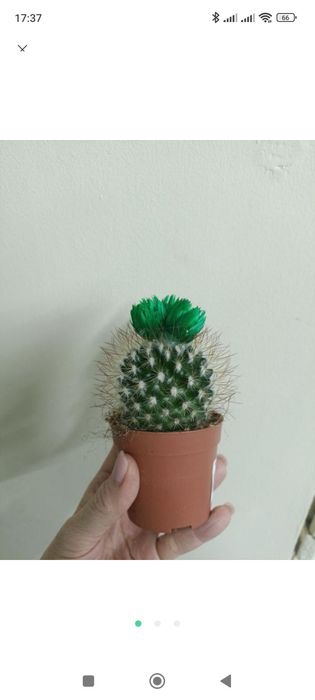 Кактус із сухоцвітом