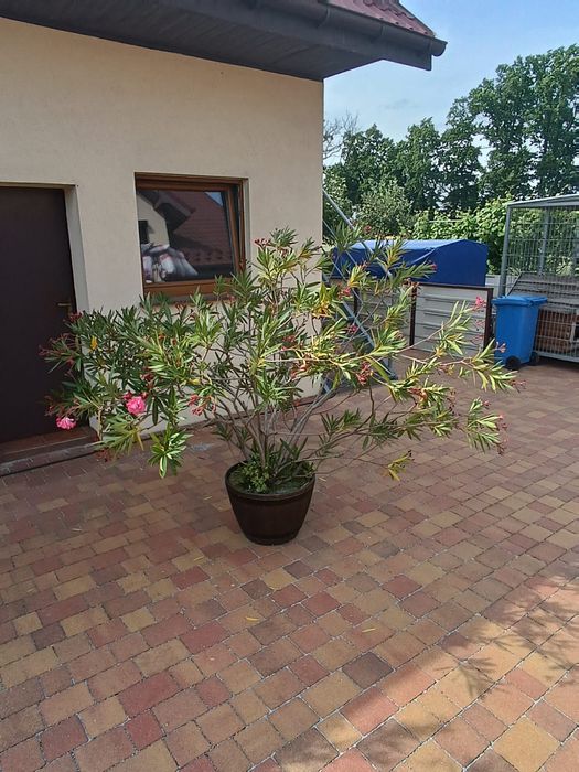 Drzewka ozdobne Oleandra.