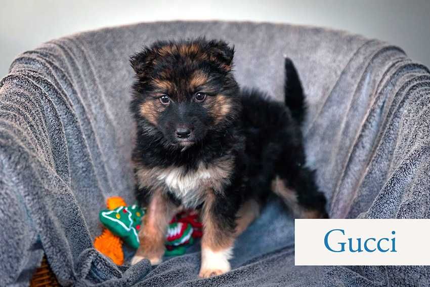 Szczeniaki mix owczarka niemieckiego