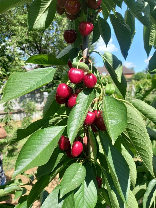 Продам Дачу С/Т Орiль