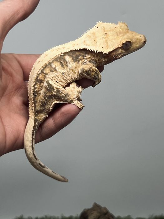 Gekon orzęsiony cream pinstripe samica możliwe terrarium