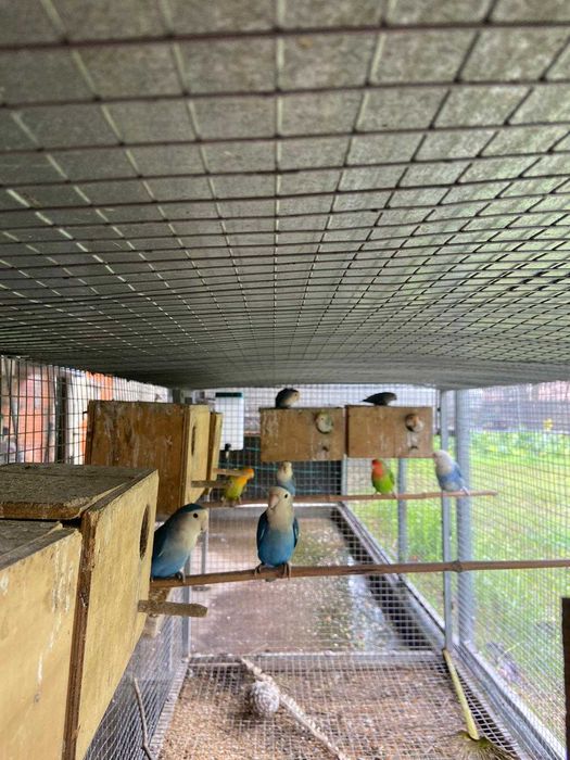 casais reprodutores de agapornis