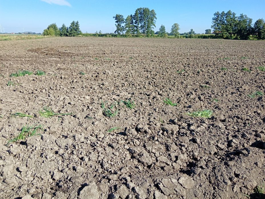 Grunt Ziemia rolna działka Piotrowice gmina Warta 3.08 ha