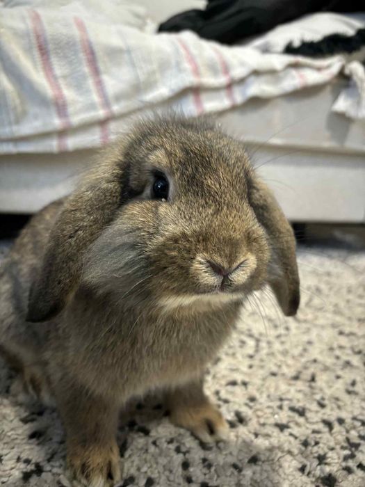 Kroliczki baranki miniaturki