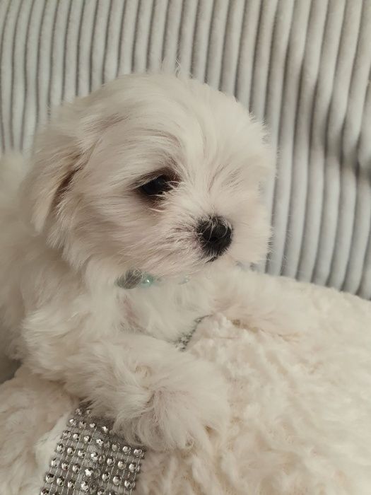 Maltańczyki Piesek z Rodowodem - Zerknij-Mini do 2,5kg.