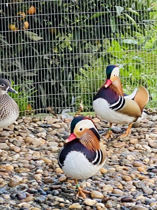 Patos mandarim/carolino, e outros.