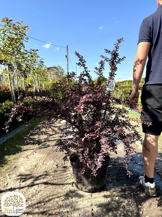 Berberys Atropurpurea 100-120cm, purpurowe liście, żywopłot, gęsty krzew