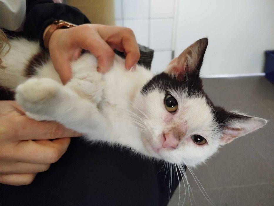 CZAREK adopcja kocurek kot kochany łagodny schronisko