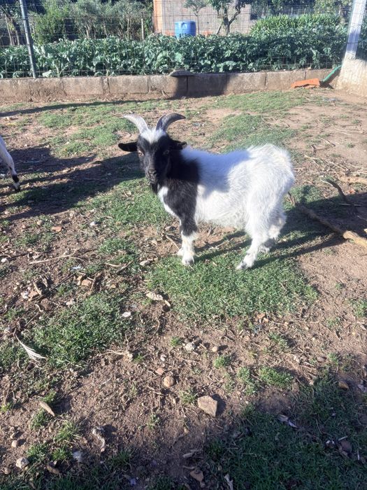 cabras micro anas macho
