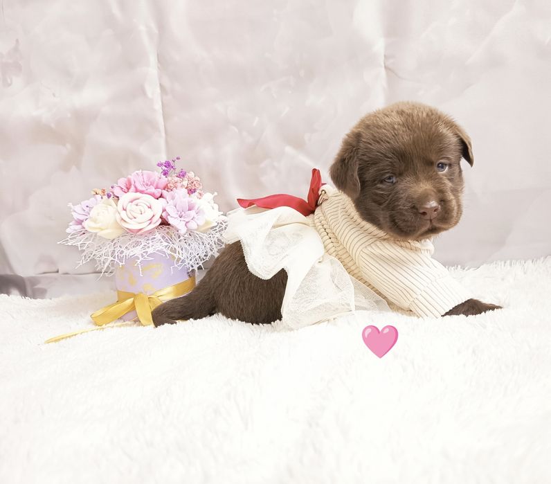 Labrador retriever