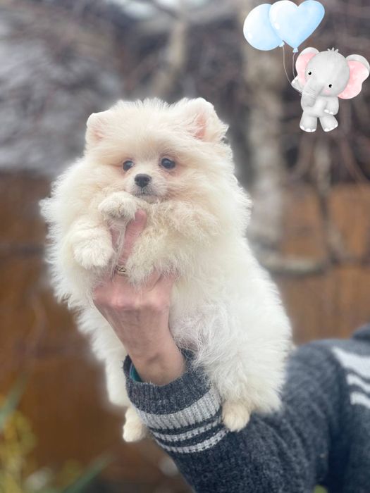 Померанский шпиц! Лучший подарок!